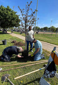 Picture of three people planting a tree